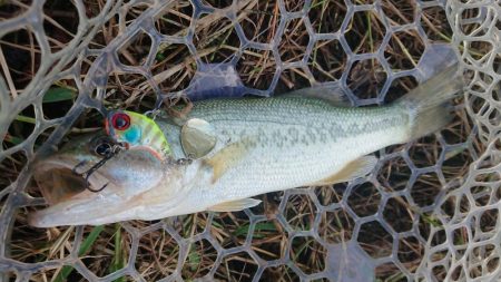 釣れたが、疲れた～