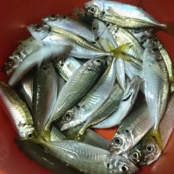 のべ竿いっぽん