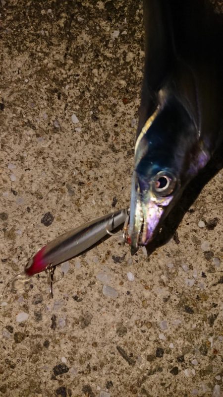 夕練北風強かった～