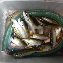 アジングでダツ!