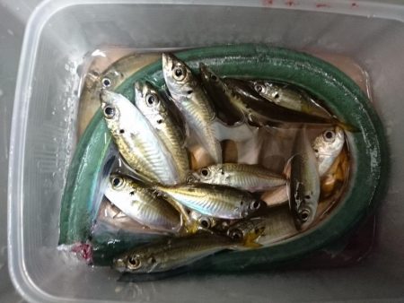 アジングでダツ!