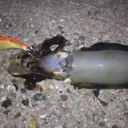 ケンサキング？