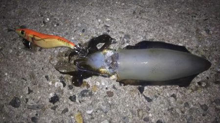 ケンサキング？