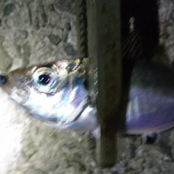 食材getアジング