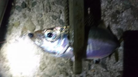 食材getアジング