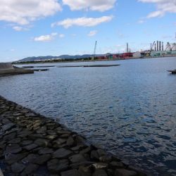 今年初イイダコ