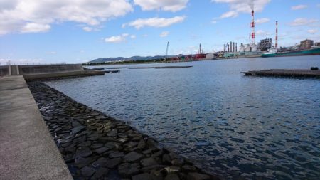 今年初イイダコ