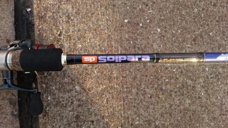 湾奥タチウオ調査