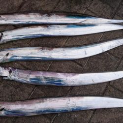 連日のタチウオ釣行