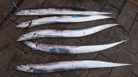 連日のタチウオ釣行