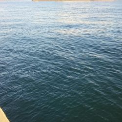 タチウオやっぱり渋かった