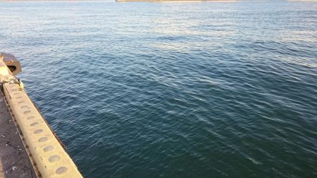 タチウオやっぱり渋かった