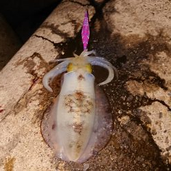 連発あるも渋い