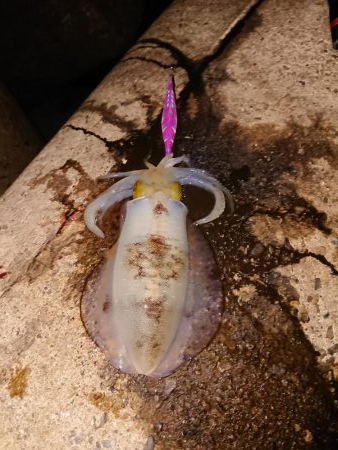 連発あるも渋い