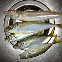 イイダコ・アジ