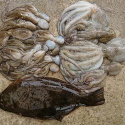 スッテDEフラット？