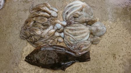 スッテDEフラット？