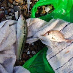 津井海岸でキス狙い