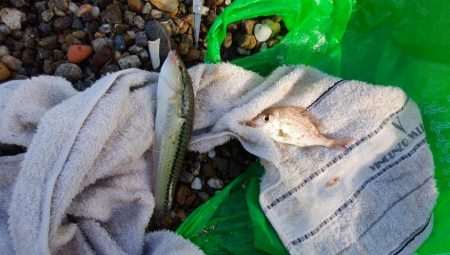 津井海岸でキス狙い