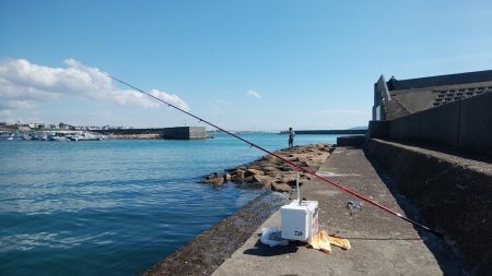ハゼが入れ食い