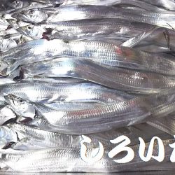 「しろいたち流」　タチウオ、入れ食い、爆釣！