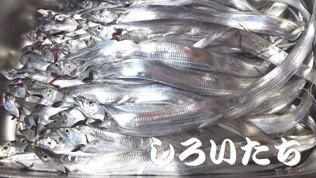 「しろいたち流」　タチウオ、入れ食い、爆釣！