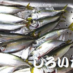 ナイスバディのタチウオ釣れた。