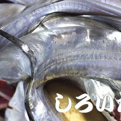 サバの姿が、無くなった?