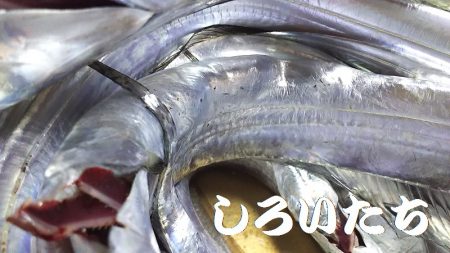 サバの姿が、無くなった?