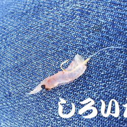 今日はのんびりサヨリ釣り。