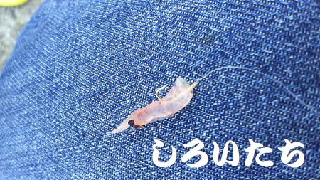 今日はのんびりサヨリ釣り。