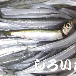 サヨリ時々イワシ。