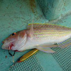 県南ノマセサビキ&ジギング&タイラバ