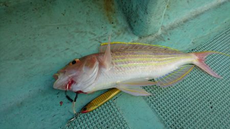 県南ノマセサビキ&ジギング&タイラバ