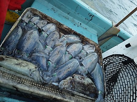 ウネリの中でティップラン