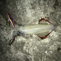 アオリ、ケンサキ、シオ