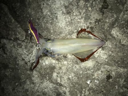 アオリ、ケンサキ、シオ