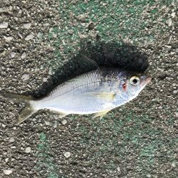 渋かったです。