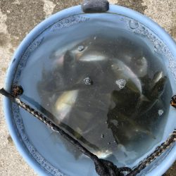 淡路遠征。あじフィーバー