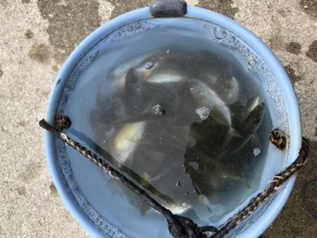 淡路遠征。あじフィーバー