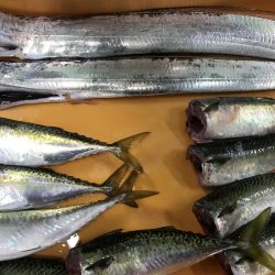 サバをエサにサバ。