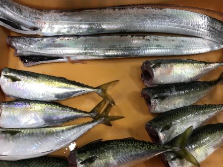 サバをエサにサバ。