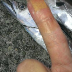 タチウオよりサバ?