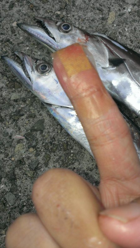 タチウオよりサバ?