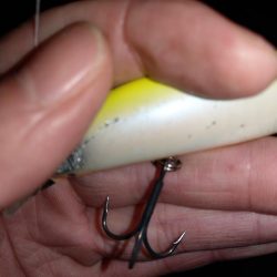 久しぶりのシーバスゲーム