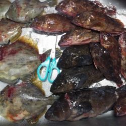 釣れないだろうな