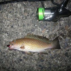 オオモンハタ遠征2