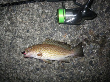 オオモンハタ遠征2