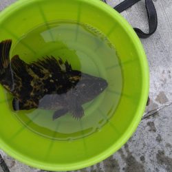 夜釣り、朝釣り