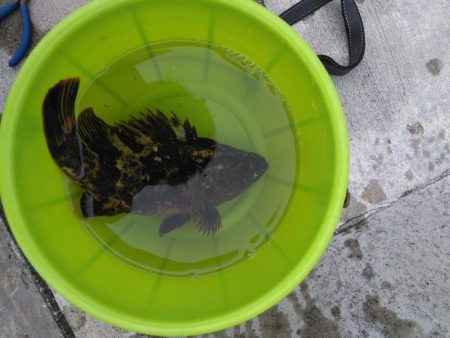 夜釣り、朝釣り